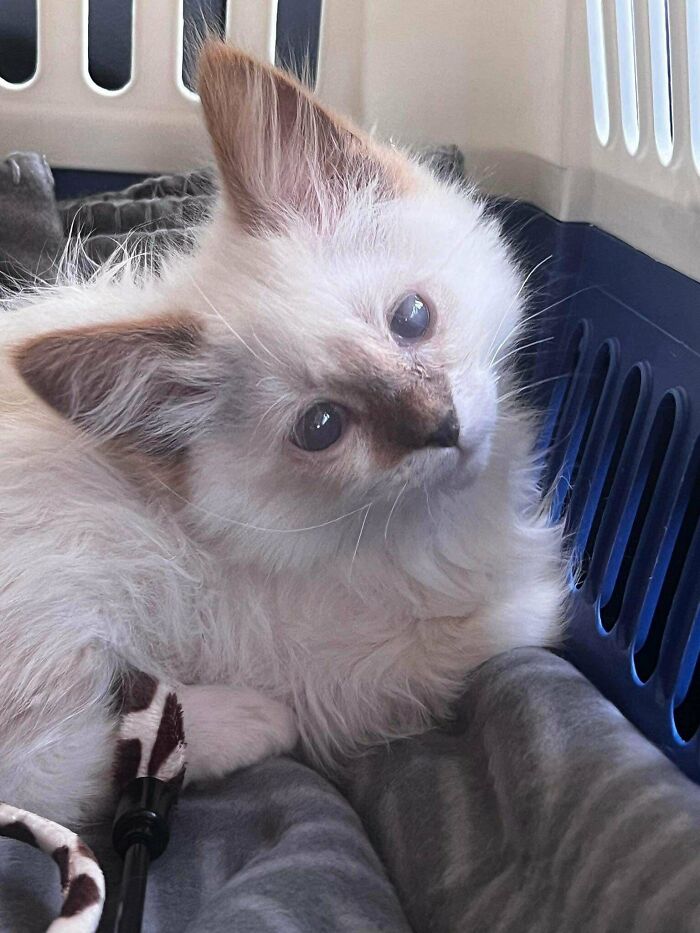 Our Newest Family Member, Ziggy. He Is Blind But Adapting Very Well Already