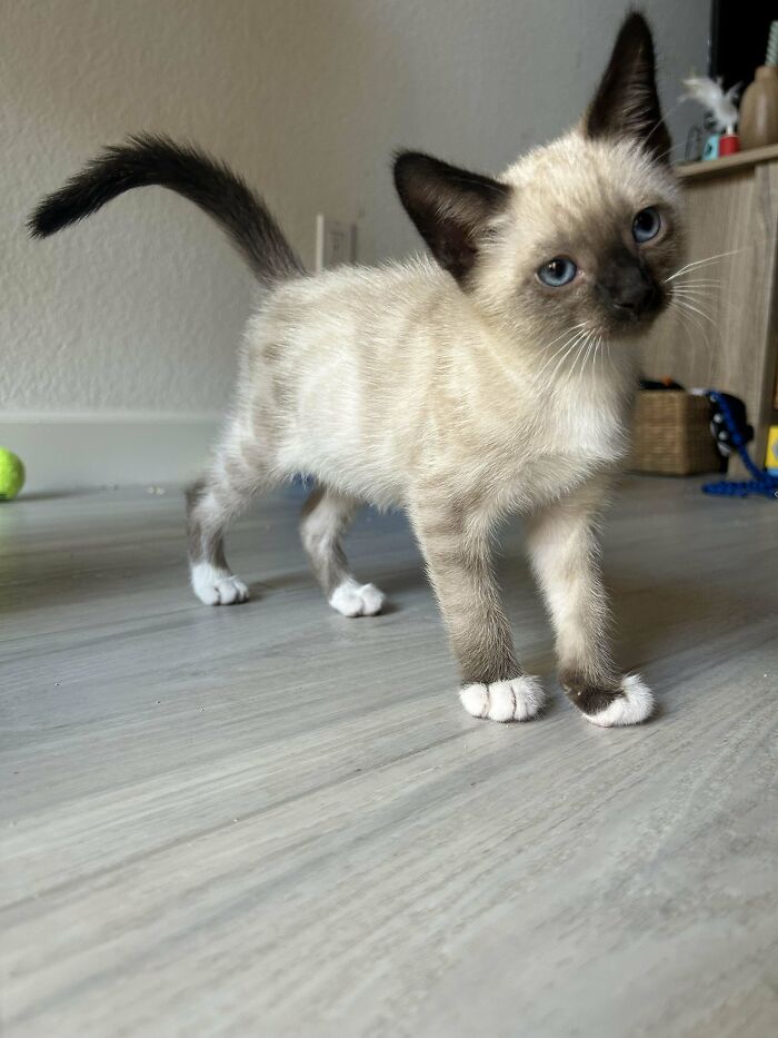 Adopting This Sweet Kitty, Need Help With Names!