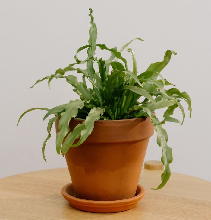 Birds nest fern on a wooden table