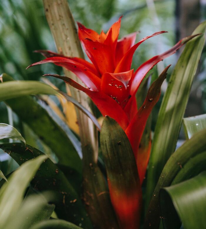 Red Blooming Bromeliad