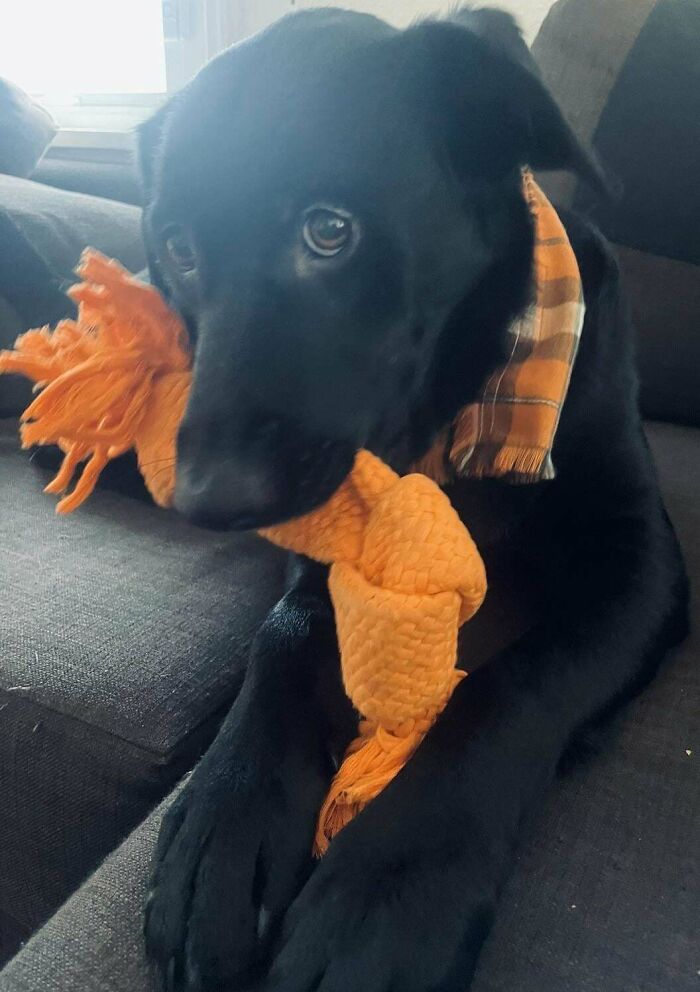 Someone Left Him Tied Up Outside The Shelter With A Note - Meet Our Sweet Boy Clifford!