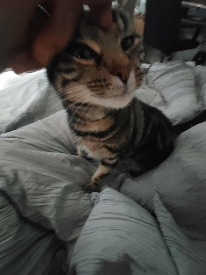 Adopted My Brothers Cat