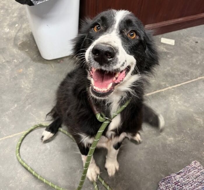 We Just Adopted This Girl From An Animal Shelter