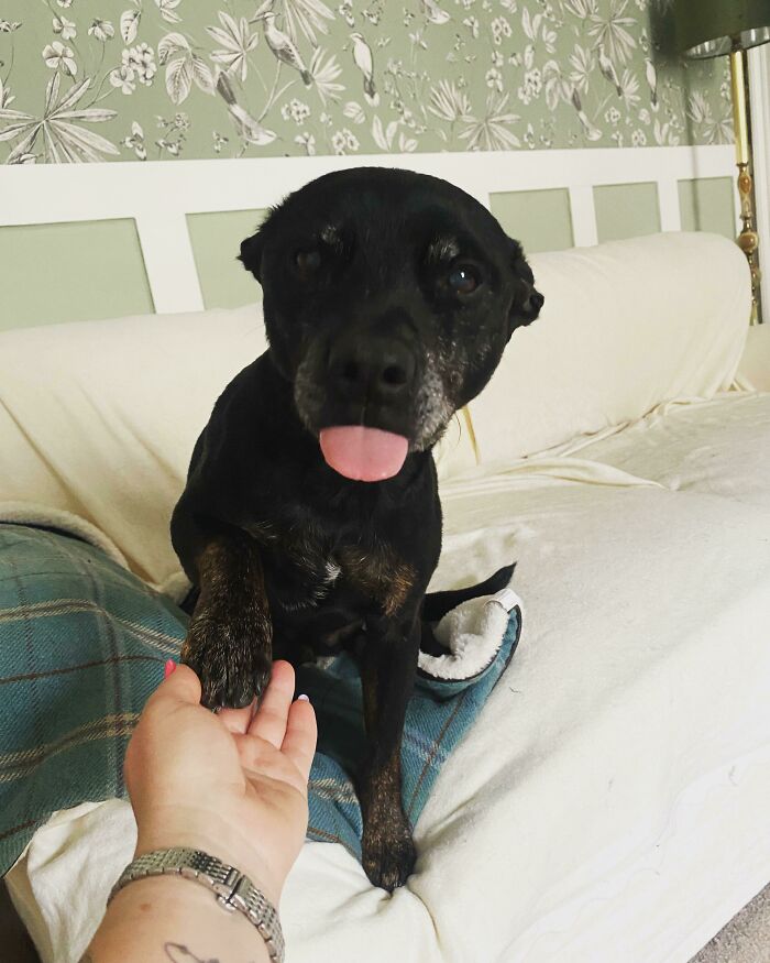 Old Man Toastie, The Vet Thinks He’s 10-12 Yo, We Adopted Him 4 Months Ago 🥰