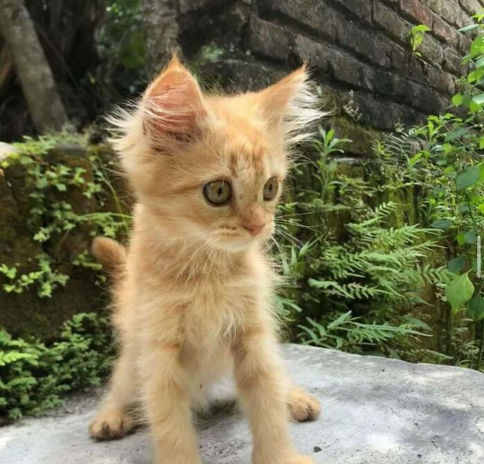 Yesterday I Adopted This Kitten