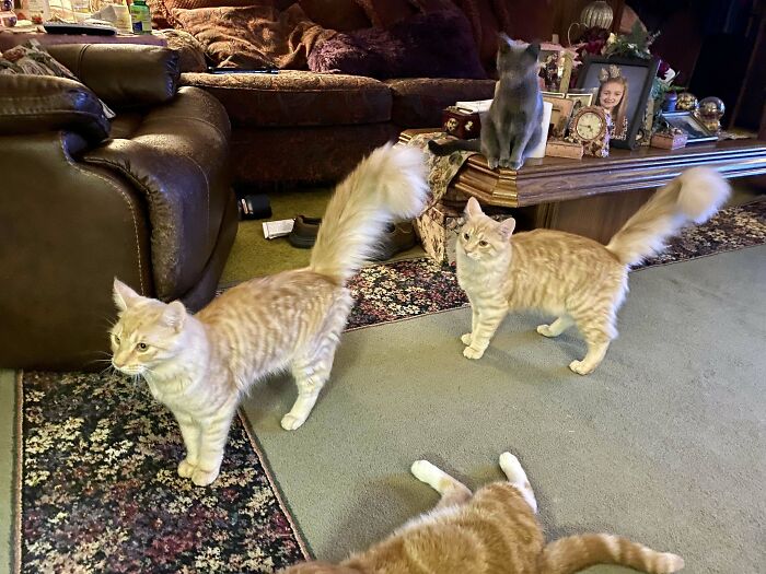 Hello, I’m Adopting These 2 Brothers. They’re Almost Identical