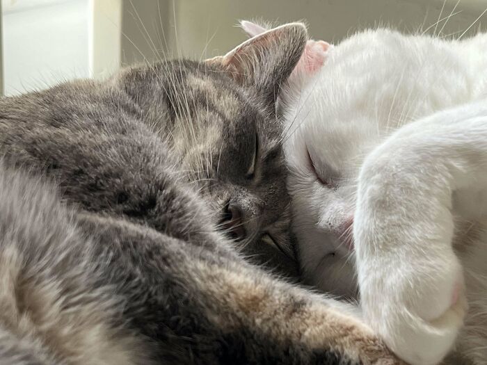 Adopted My Cats Two Years Apart... I Think They Bonded Flawlessly