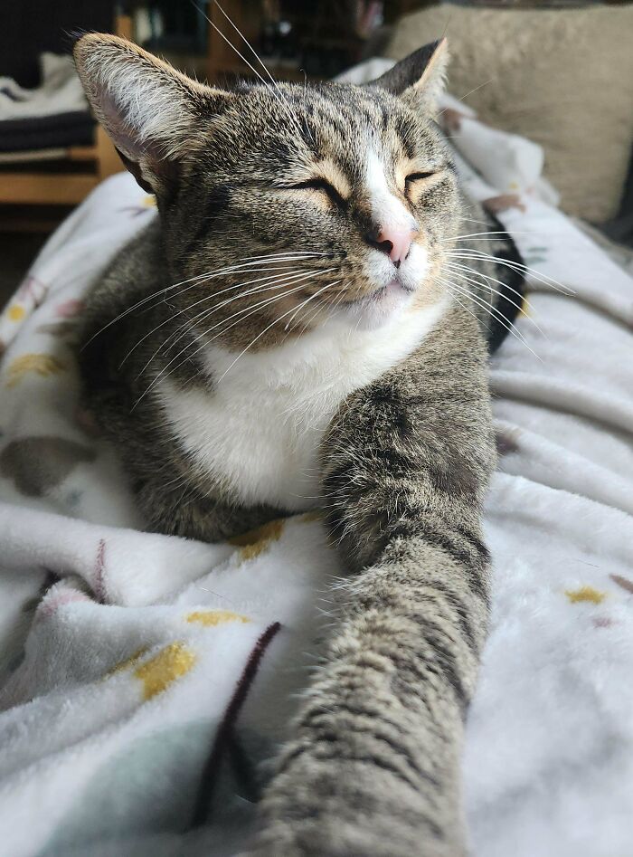 After 5 Years, My Cat Finally Deemed Me Worthy And Hopped On My Lap! 😭🙏