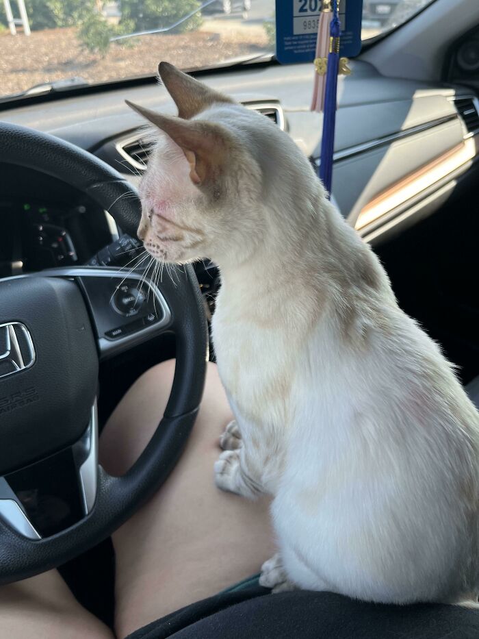 And Just Like That I Have Been Adopted Again.. Meet Casper