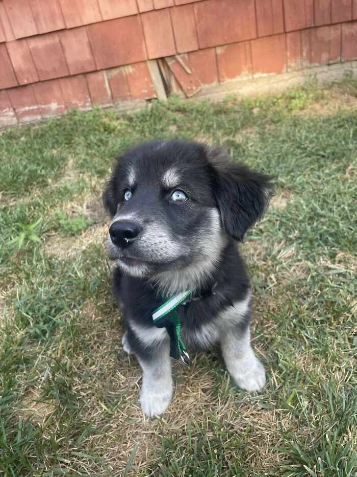 Meet Ripley, My Newly Adopted Golden/Husky Mix!