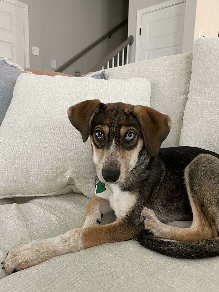 Got Her A Couple Weeks Ago From A Rescue. 4 Months Old!