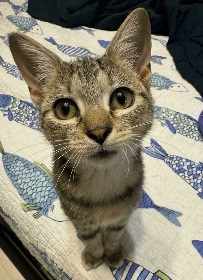 Just Adopted This Little Beast