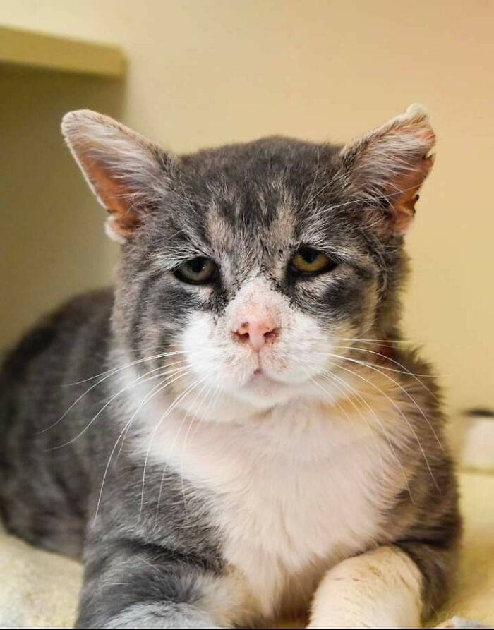 This Is Wilfred, A Stray Cat Who Was Brought Into My Local Animal Shelter With Some Pretty Severe Injuries. He Is All Healed Up And Ready For Adoption Now!