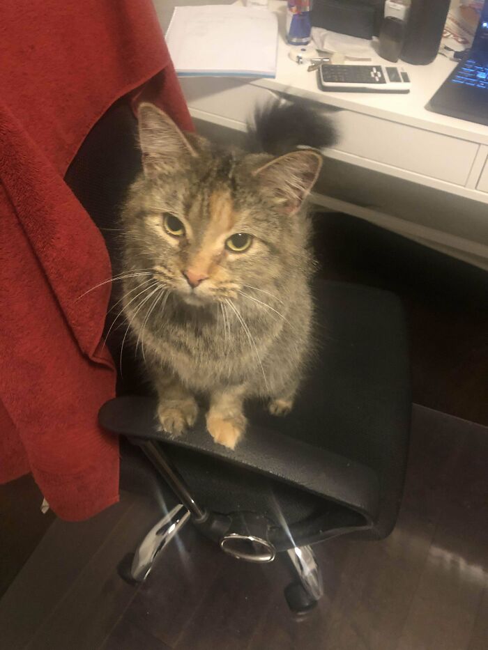 First Time Cat Owner