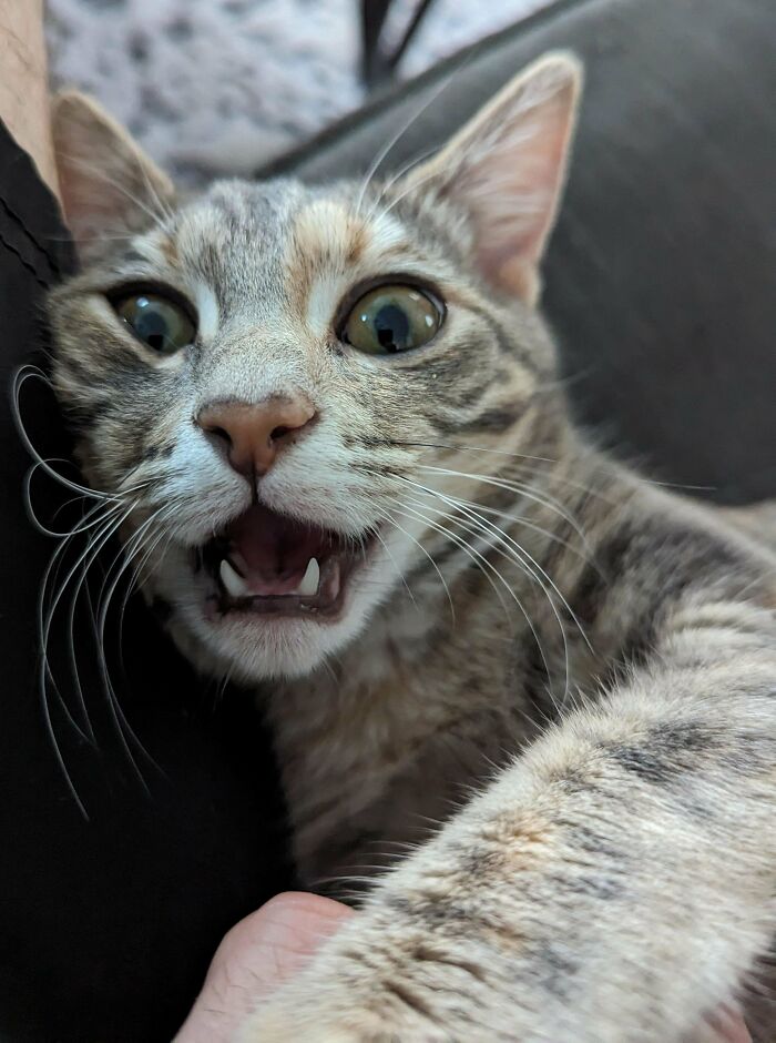 I Didn't Adopt A Cat, I Adopted A Demon!