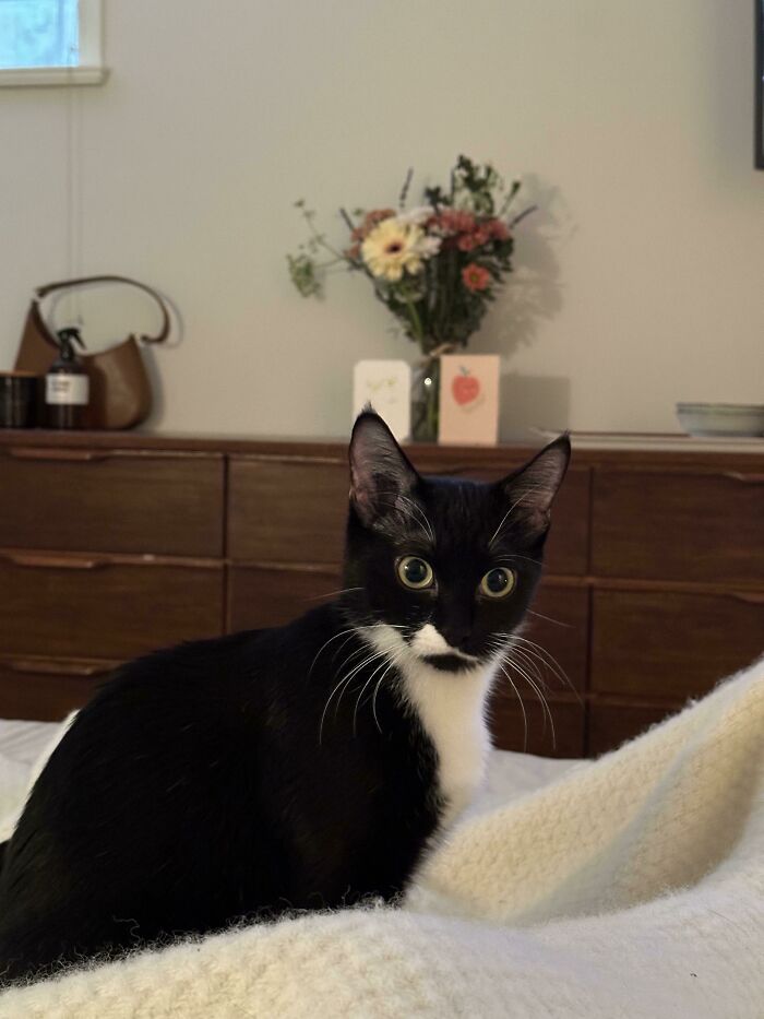 Just Adopted Our First Cat Today!