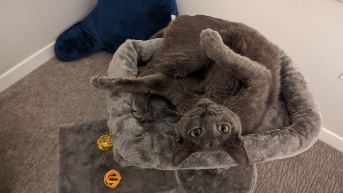 Meet Sombra - Adopted Her A Couple Of Weeks Ago When I Was At The Shelter "Just Looking"