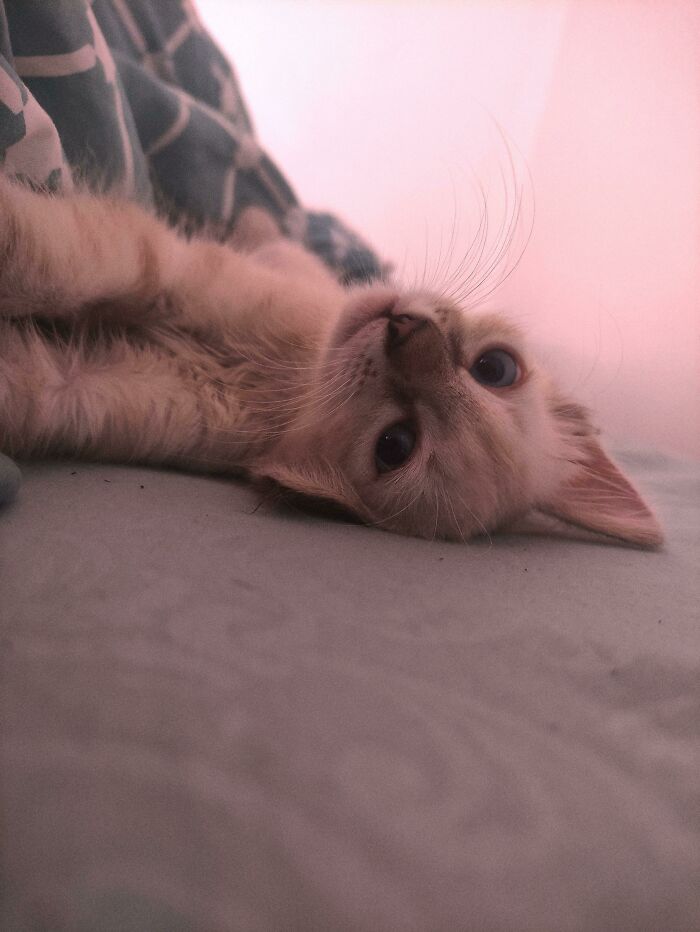 I Just Adopted My Second Cat