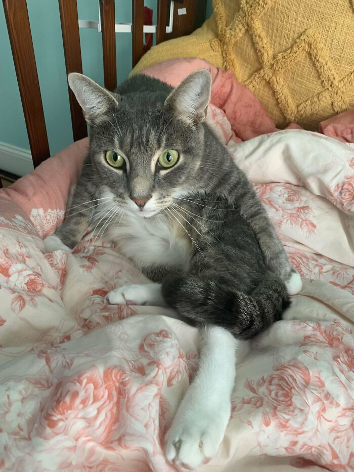 Obligatory I Adopted A Cat Post