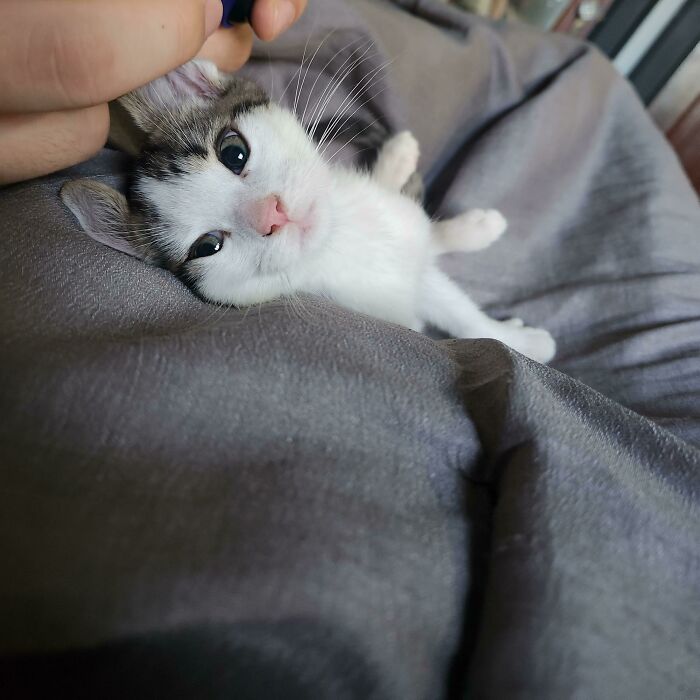 First Cat My Husband And I Adopted Together. His Name Is Comet