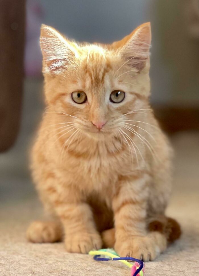 I’ve Just Adopted This One. Meet Harold ❤️