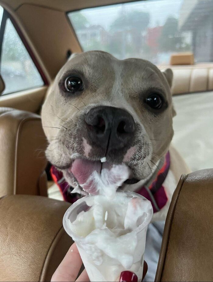 Happy 1 Year Rescue-Anniversary To My Beloved Winnow