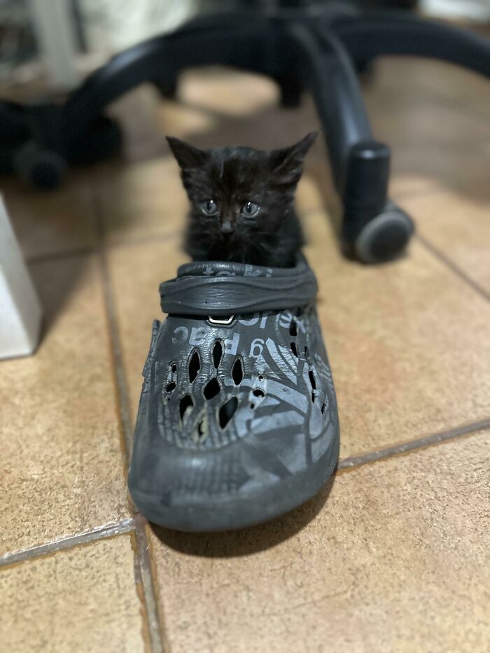 A New Rescued Girl At Our Home