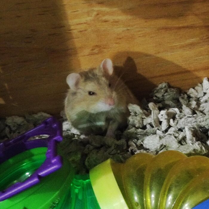 New Hampter...he Is Not Very Happy To Be Adopted