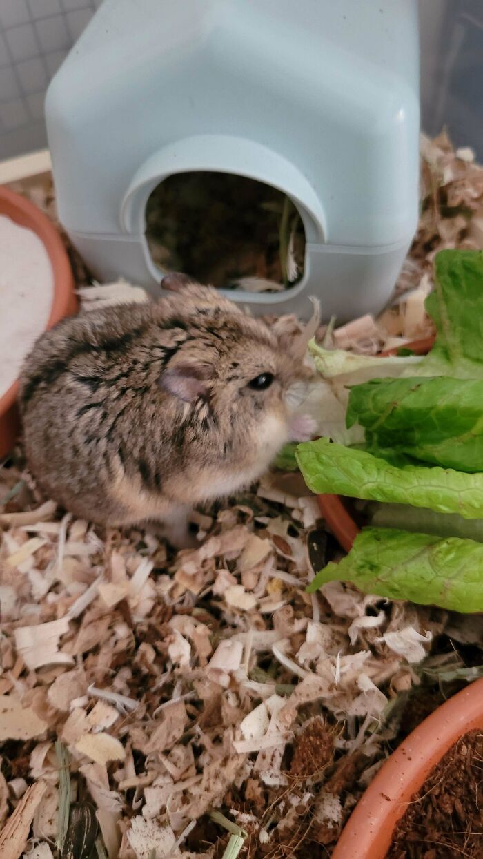 My First Hammy! I Adopted This Sweet Lady A Few Days Ago, She's About 1.5 Years Old. Say Hello To Mina :)