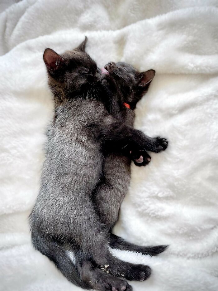 My Little Fever Coat Foster Voids Go To Their Forever Homes Tomorrow 😭