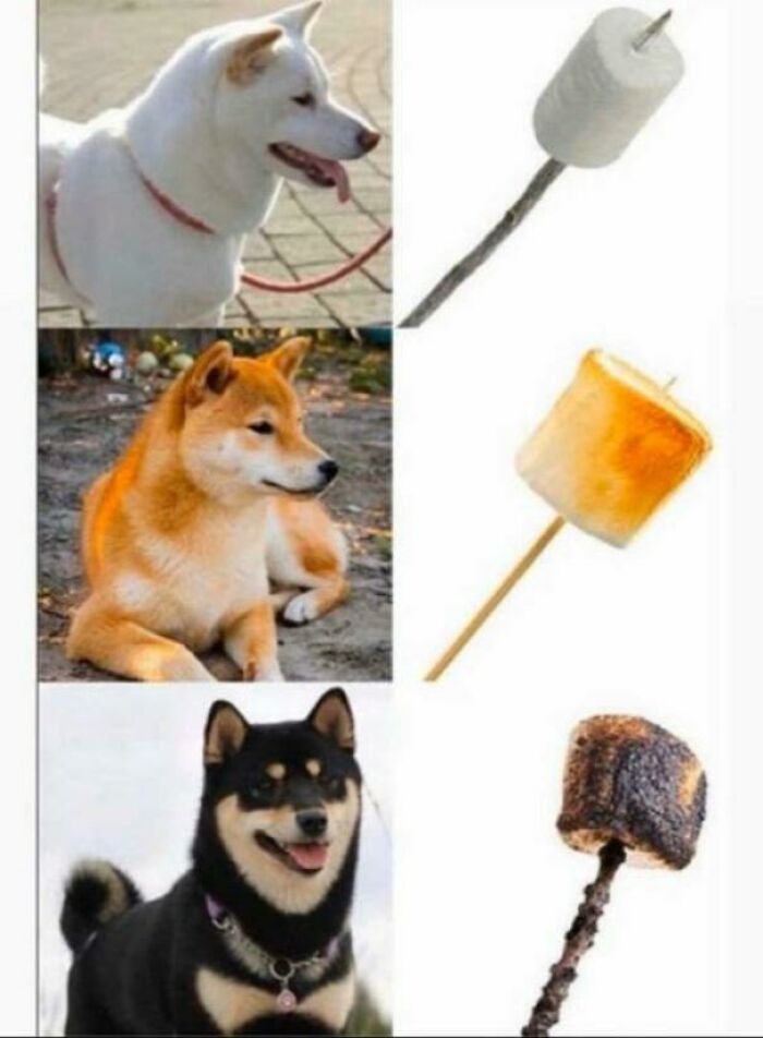 Dog To Marshmallow Ripeness