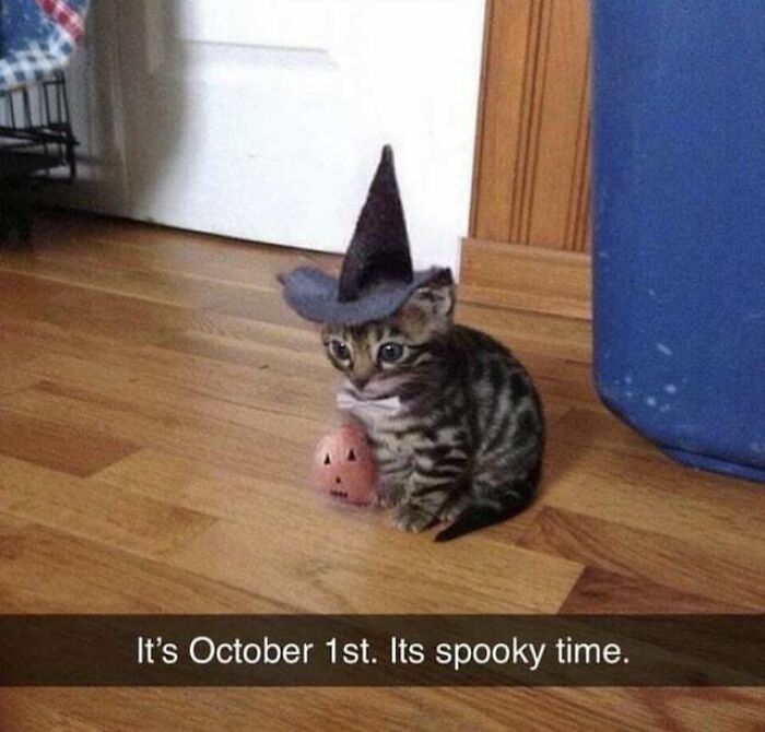 Spoopy Cat