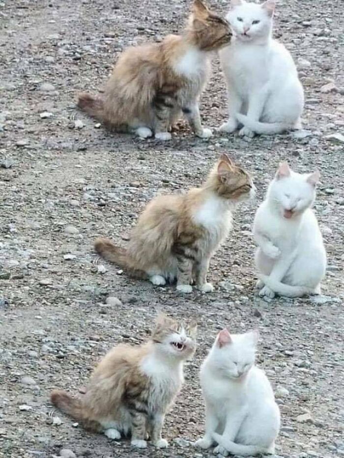 Mi gato se ha echado novia