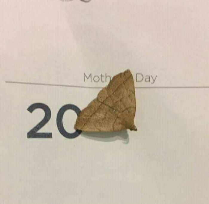 Blessed Mothday