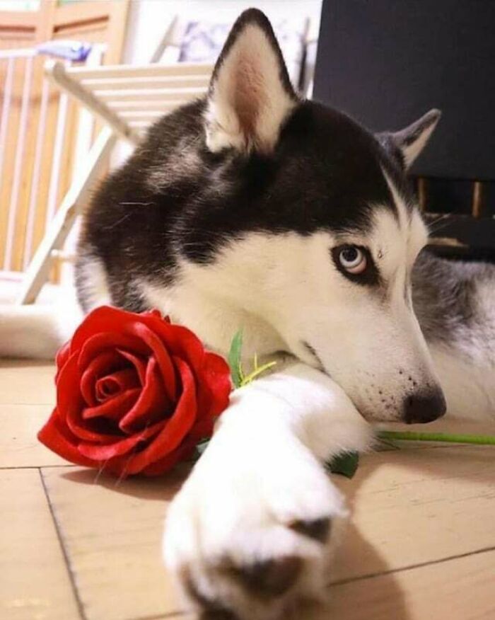 Tu cita para San Valentín