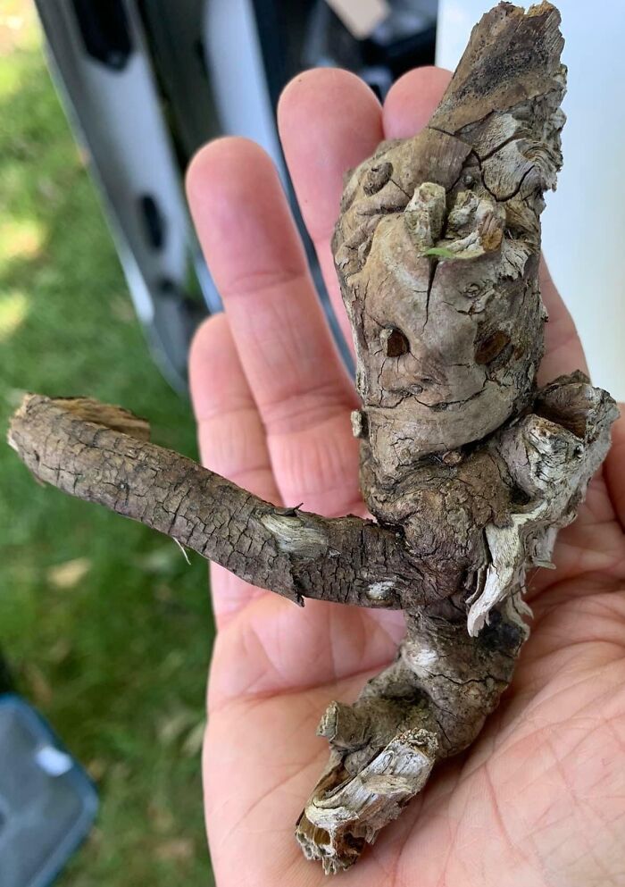 I Found A Baby Groot