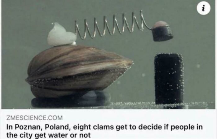 Eight Clams