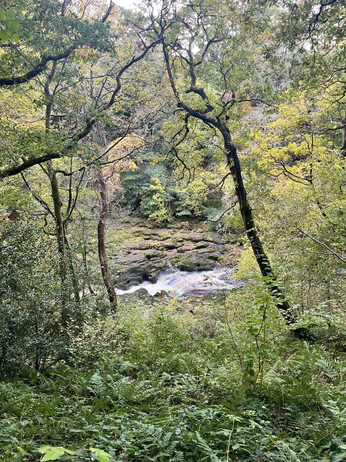 Strid Wood, Featuring The Strid. The Most Dangerous Stretch Of Water In The World