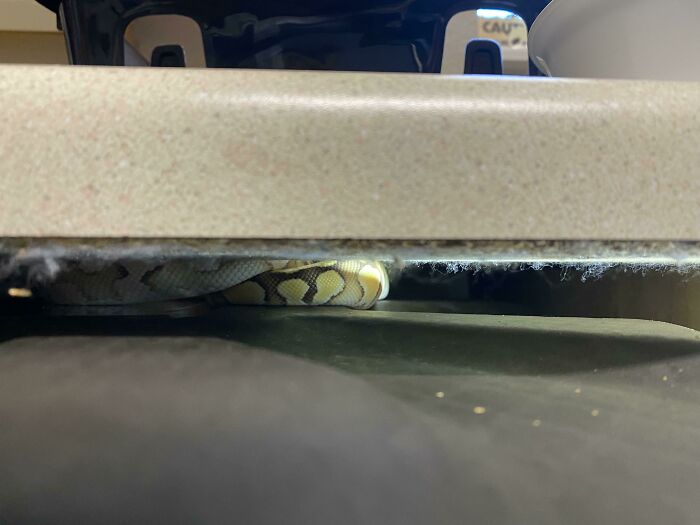 Our Daughter's Snake Got Stuck On Top Of Our Dishwasher. That Was Fun