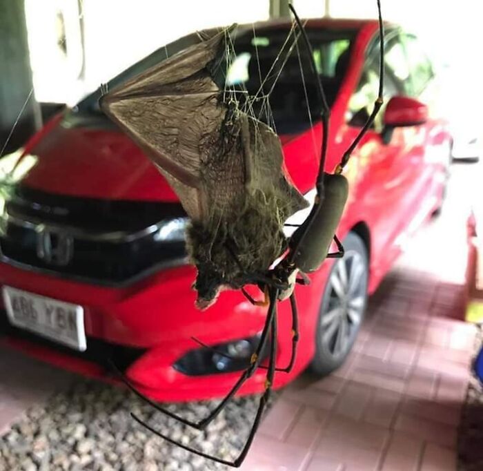 Large spider hanging from a web with its prey in front of a red car, showcasing nightmare fuel Australian animals.