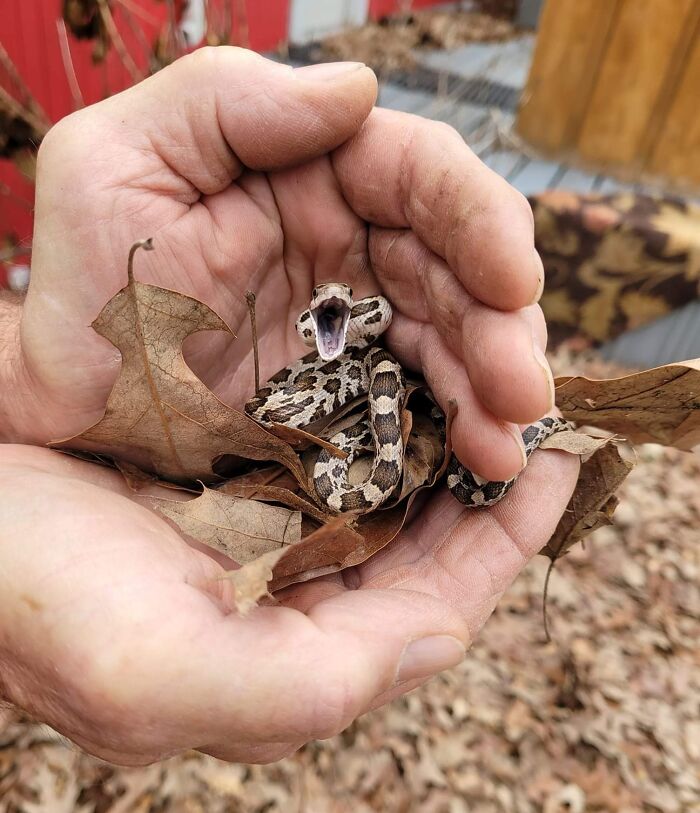 A Baby Western Rat Snake That My Dad Found On My Sister's Property Yesterday In Cleveland, Texas