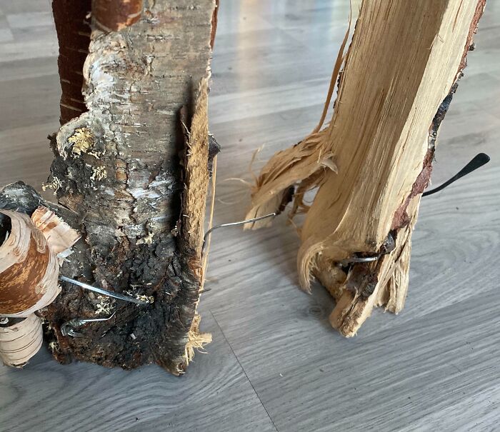 Found A Pair Of Glasses Ingrained With A Tree While Cutting Wood