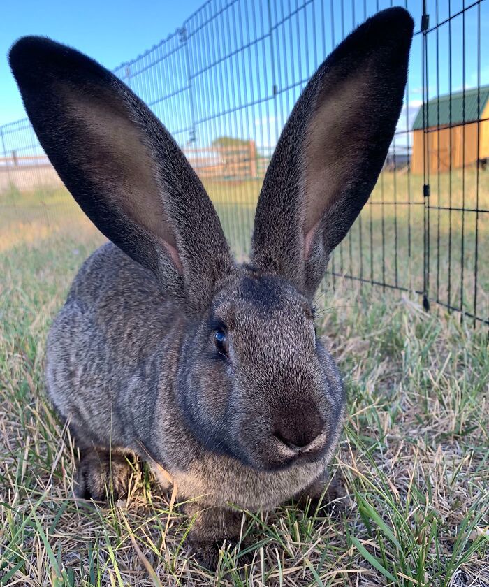 Gray rabbit with enormous ears sitting on grass inside a fenced outdoor area on a clear day.