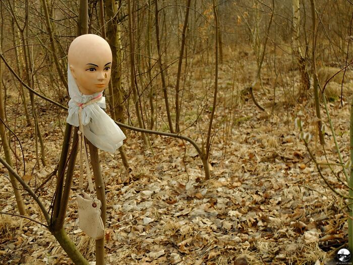 A Head On The Branch Seen In The Forest In Poland