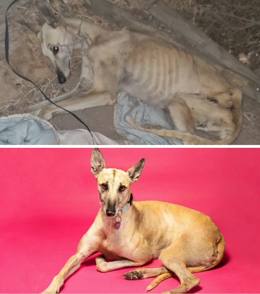Rescued dog before and after photos