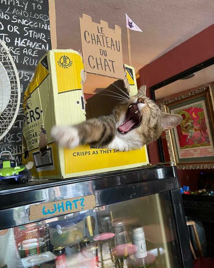 Este hombre abrió un pub y empezó a acoger gatos callejeros: así nació el primer pub de gatos de Bristol Este hombre abrió un pub y empezó a acoger gatos callejeros: así nació el primer pub de gatos de Bristol