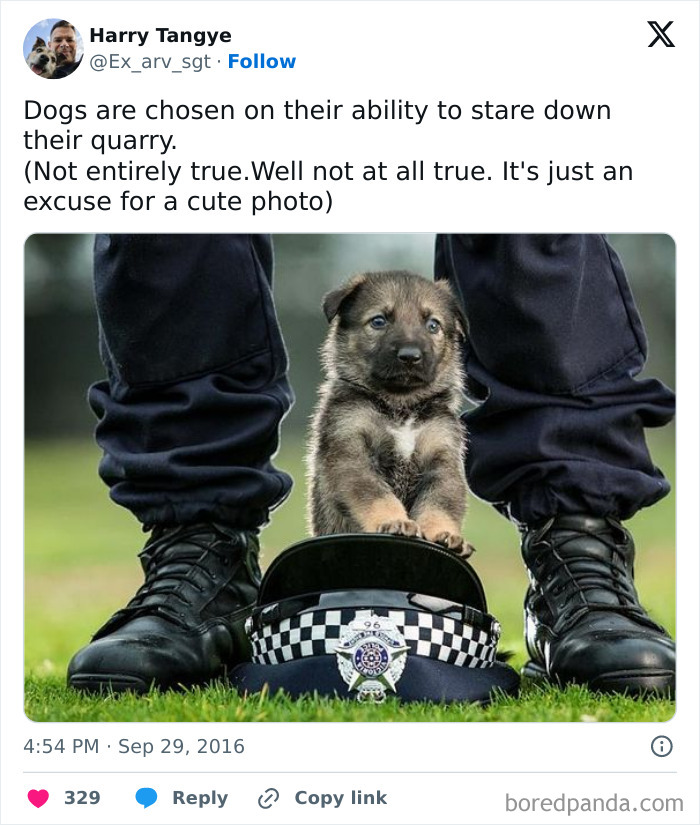 People Would Surrender To The Dog's Cuteness