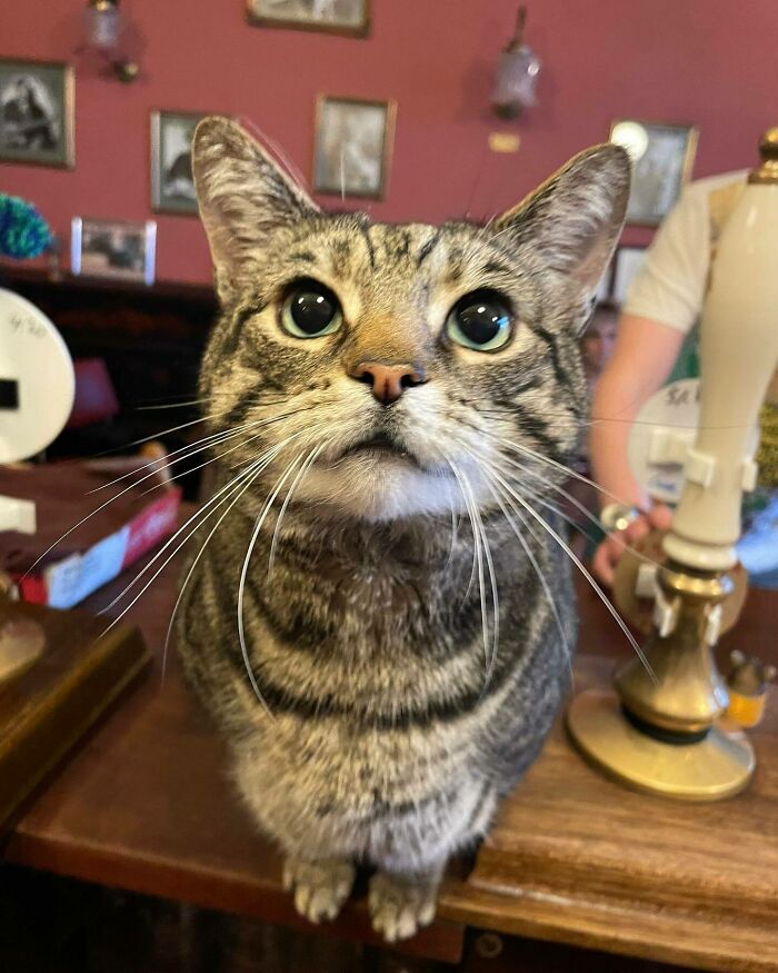 Este hombre abrió un pub y empezó a acoger gatos callejeros: así nació el primer pub de gatos de Bristol Este hombre abrió un pub y empezó a acoger gatos callejeros: así nació el primer pub de gatos de Bristol