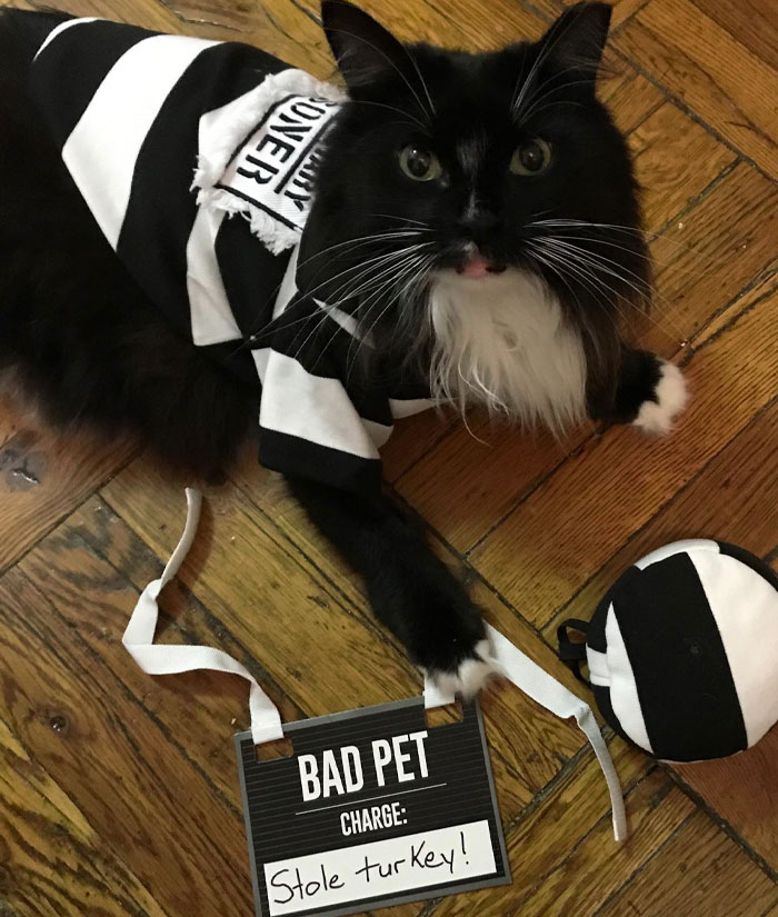 Black and white cat dressed in a pet Halloween costume lying on wooden floor with a funny crime sign.