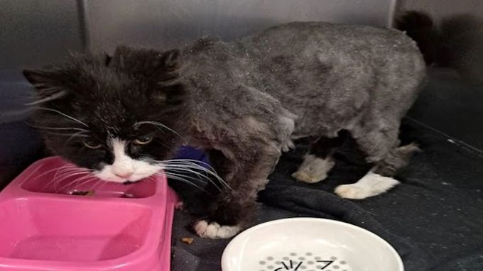 A Cat Finds Her Family After 10 Years Of Absence, A True Miracle!
